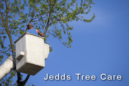 Jacobs Tree Care man in a tree