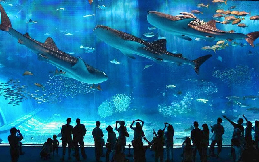 Okinawa Aquarium